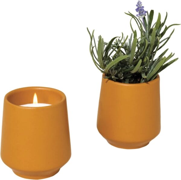 Modern Sprout Rooted Candle Grow Set, Indoor Herb Garden, Non-GMO