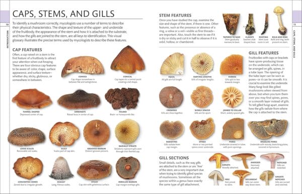 Exploring Nature's Wonders: The Best Guides on Plants and Fungi - Image 4