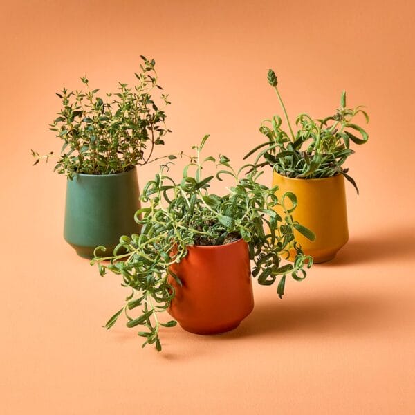 Modern Sprout Rooted Candle Grow Set, Indoor Herb Garden, Non-GMO - Image 3