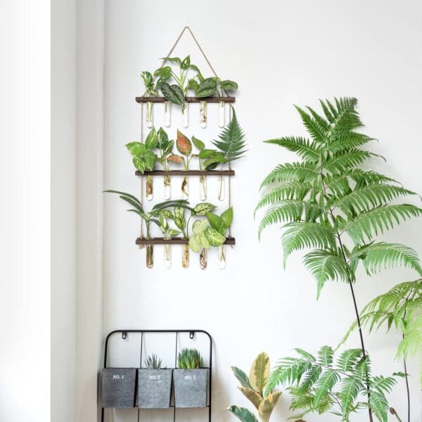 8 Unique Plant Products ed: From Propagation to Decor - Image 2
