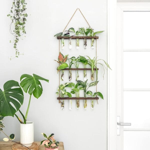 8 Unique Plant Products ed: From Propagation to Decor - Image 5